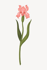 Pink iris flower illustration