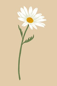 White daisy flower illustration