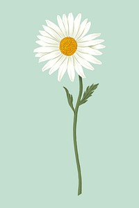 White daisy flower illustration