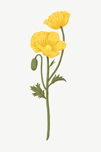 Yellow poppy, flower clipart psd