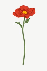 Red poppy, flower clipart psd