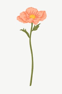 Pink poppy, flower clipart psd