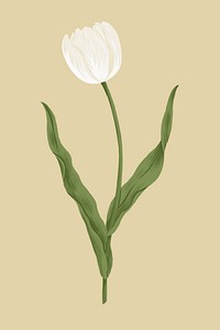 White tulip flower illustration