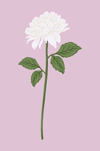 White chrysanthemum flower clipart psd