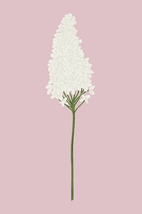 White lilac flower illustration