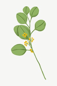 Eucalyptus leaves clipart psd