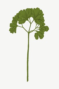 Green ginkgo leaf clipart psd