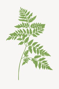 Green fern leaf illustration