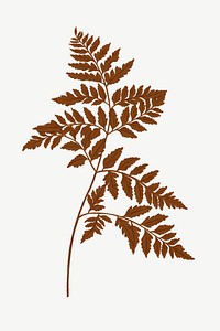 Brown fern leaf clipart psd