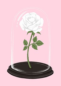 Valentine's white rose in glass cloche illustration