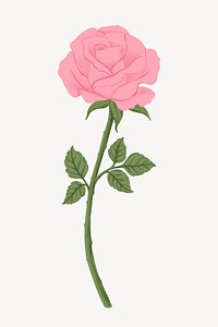 Pink rose flower illustration