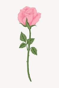 Pink rose flower illustration