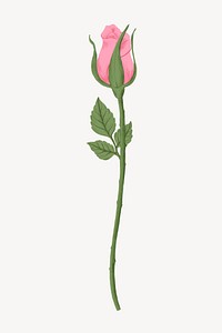 Pink rose flower illustration