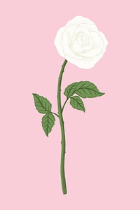 White rose flower clipart psd