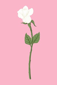 White rose flower clipart psd