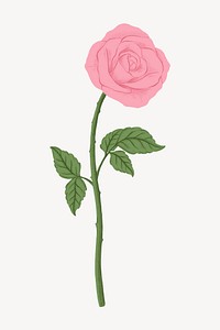 Pink rose flower illustration