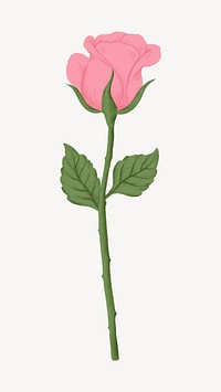 Pink rose flower illustration