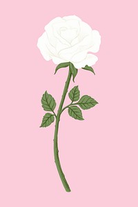 White rose flower illustration