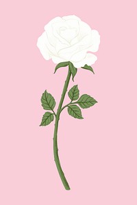 White rose flower clipart psd