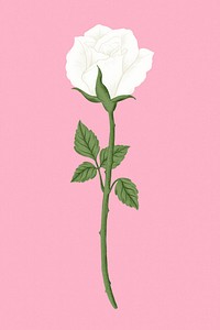 White rose flower illustration