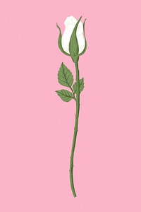 White rose flower illustration