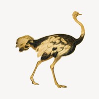 Gold ostrich, vintage animal illustration