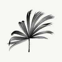 Black palm leaf drawing, vintage tropical clipart psd