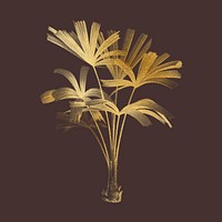 Gold mangrove fan palm, vintage plant clipart psd