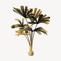 Gold mangrove fan palm tree illustration