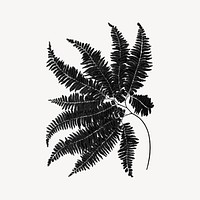 Aesthetic black fern leaf illustration