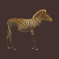 Gold zebra, wild animal collage element 