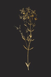 Gold flower drawing, kalanchoe spathulata illustration