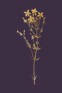 Vintage gold flower drawing, kalanchoe spathulata illustration