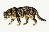 Golden jaguar tiger, wildlife collage element psd