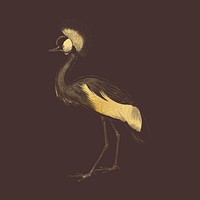 Gold crown crane, exotic bird collage element psd