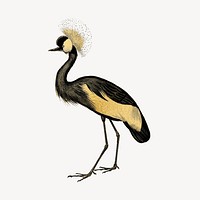 Gold crown crane, exotic bird collage element 