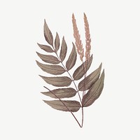 Fern leaf drawing, plant clipart psd