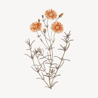 Orange flower drawing, mesembryanthemum coccineum illustration