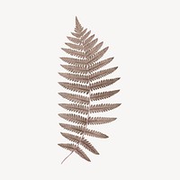 Vintage fern leaf drawing