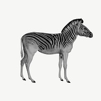Vintage zebra, wild animal collage element psd