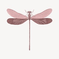 Pink dragonfly, vintage insect collage element
