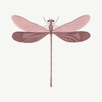 Pink dragonfly, vintage insect collage element psd