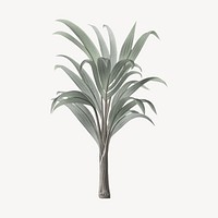 Vintage palm tree illustration