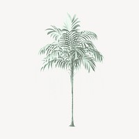 Vintage palm tree illustration