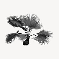 Aesthetic black palm tree illustration