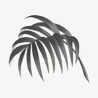 Black palm leaf clipart psd