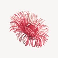 Red flower drawing, vintage mesembryanthemum coccineum illustration