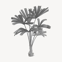 Gray mangrove fan palm drawing, vintage plant illustration