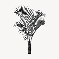 Aesthetic black palm tree illustration