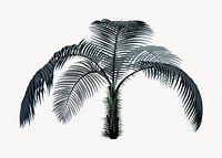 Palm tree drawing, tropical plant illustration